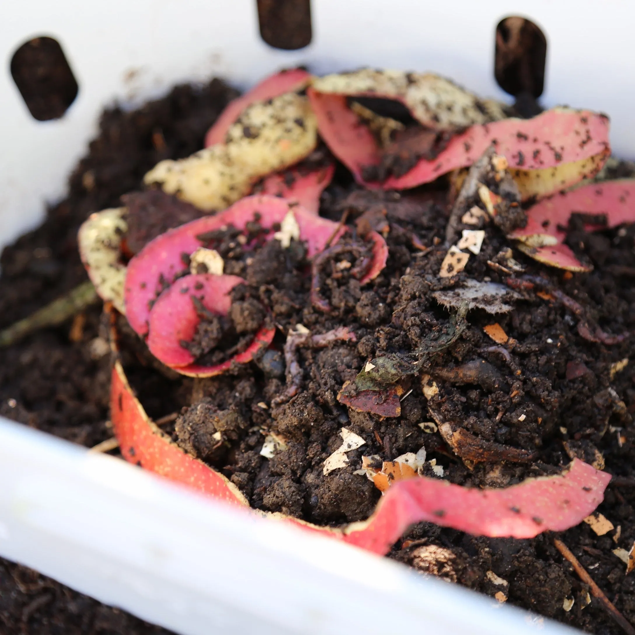 In-Ground Worm Composter